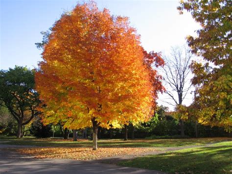 parkway norway maple tree facts